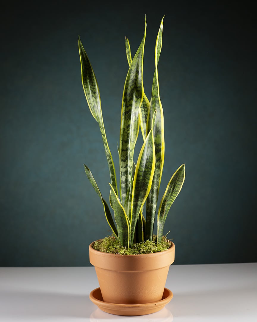 Native to Africa, this easy-care indoor plant will add color to any
