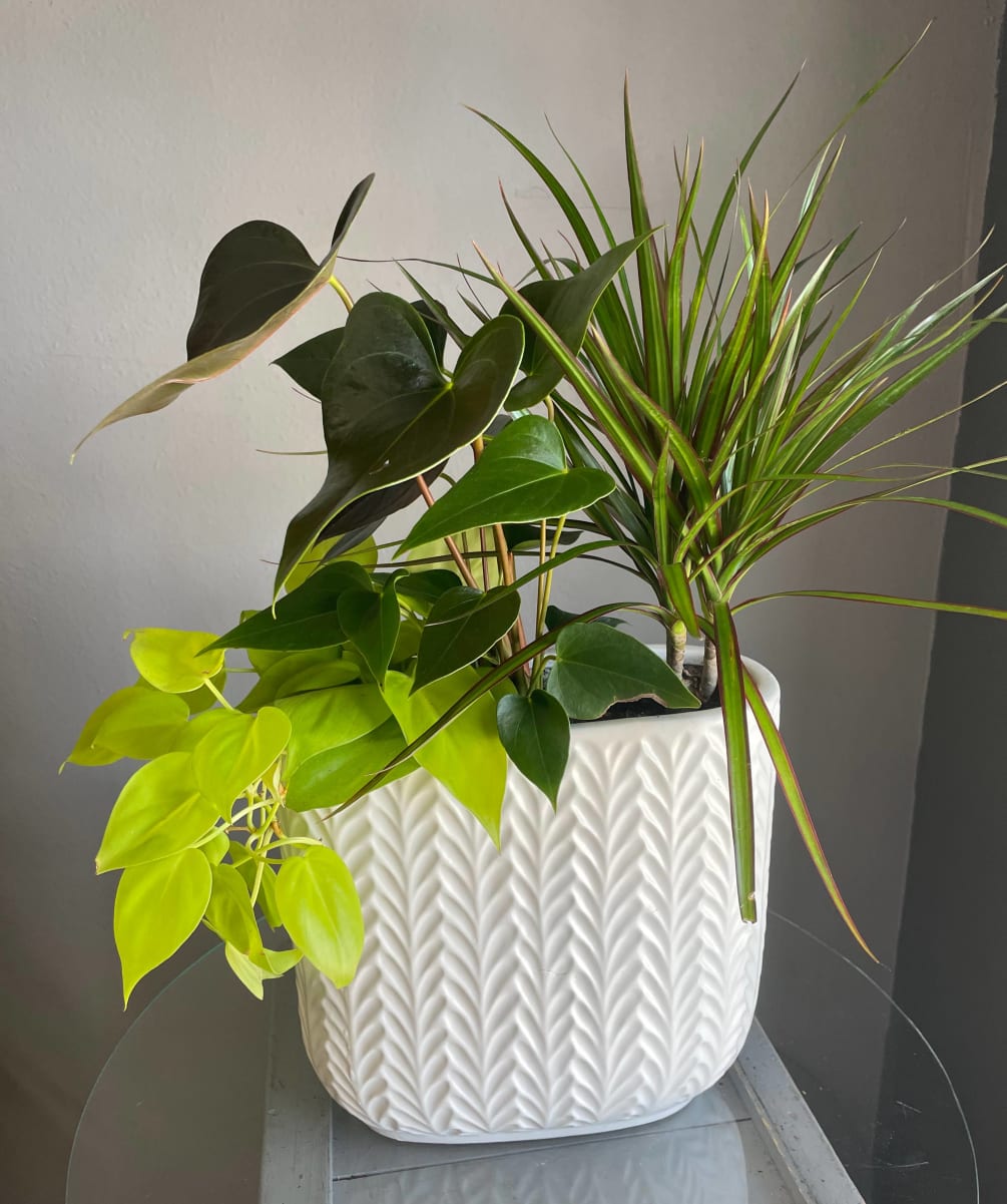 Pothos Cascade by The Dizzy Daisy