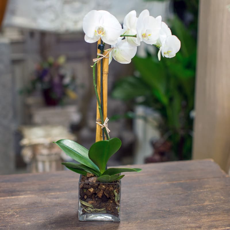 Phalaenopsis orchid plant in a clear glass cube. Color of orchid plant