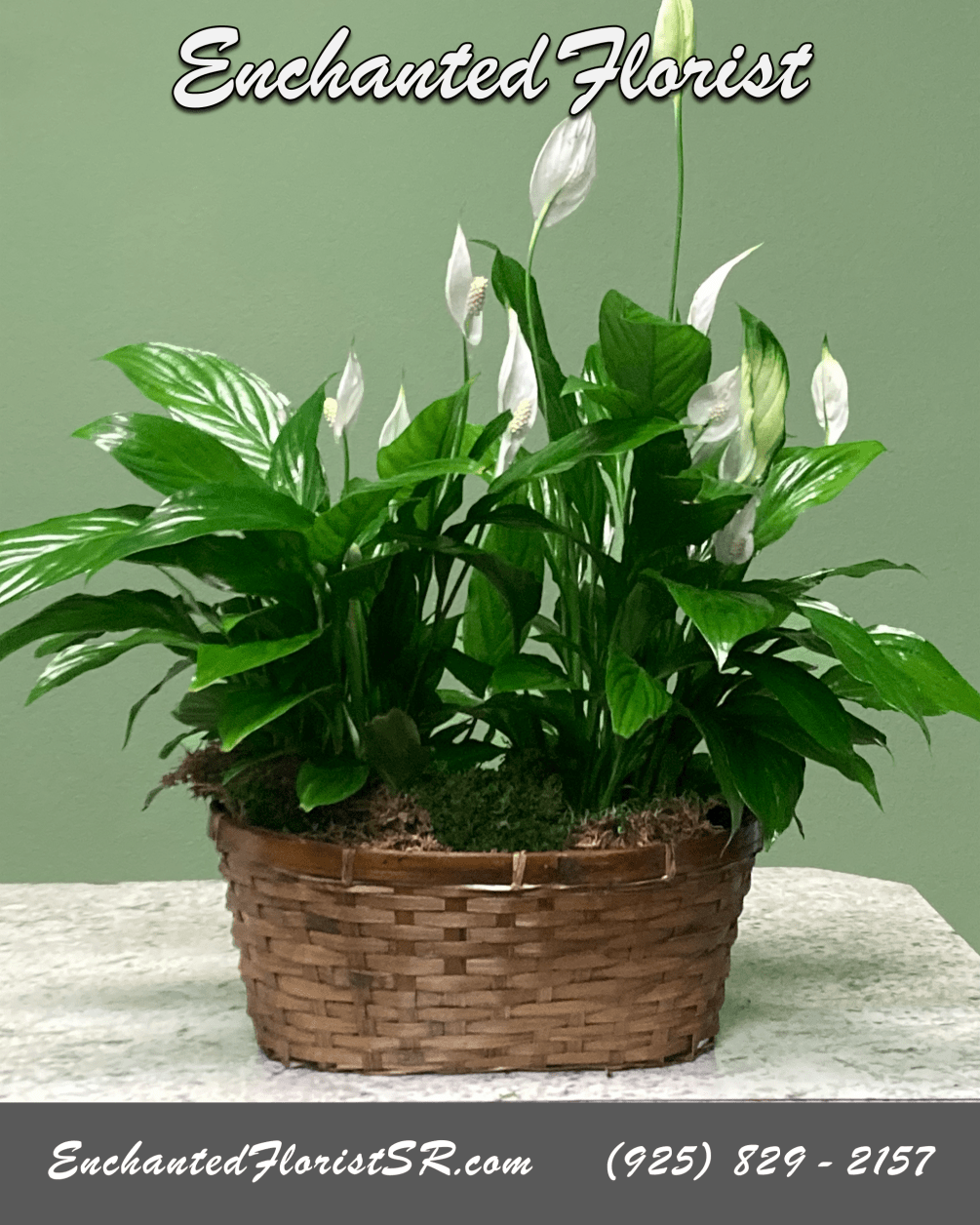 Spathiphyllum, also known as the Peace Lily, is known for both its