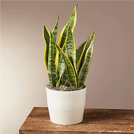 With its tall, swordlike leaves, Snake Plants are beautiful and distinct plants