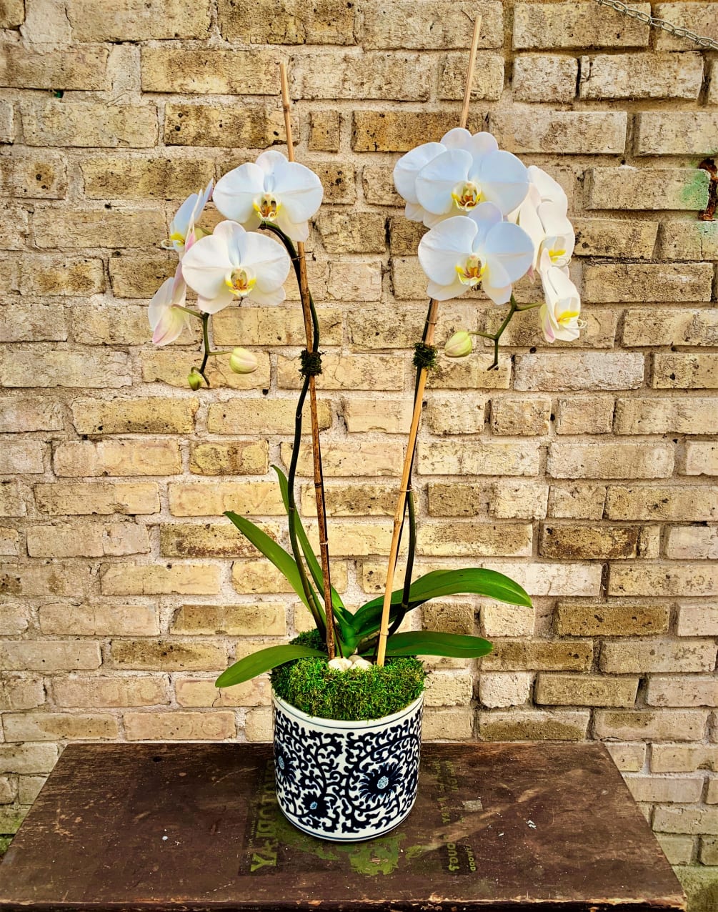 White Phalaenopsis Orchid in Asian Ceramic Container
Using Bamboo, Green Sheet Moss and