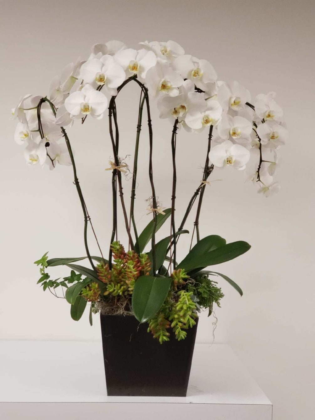 A large display of orchids mixed in harmony with succulent plants. This