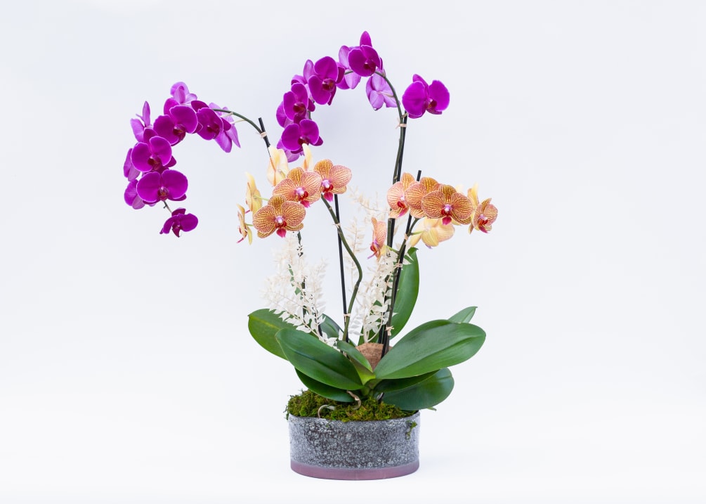 Two double stem orchids planted in a blue container and decorated with