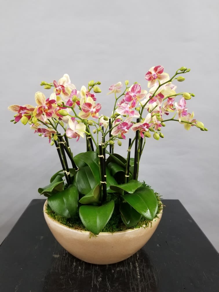 Several double mini orchids in a ceramic container