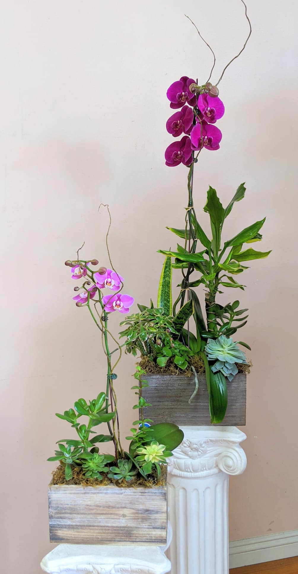 We have several Orchid plant sized to fit all budgets. from a