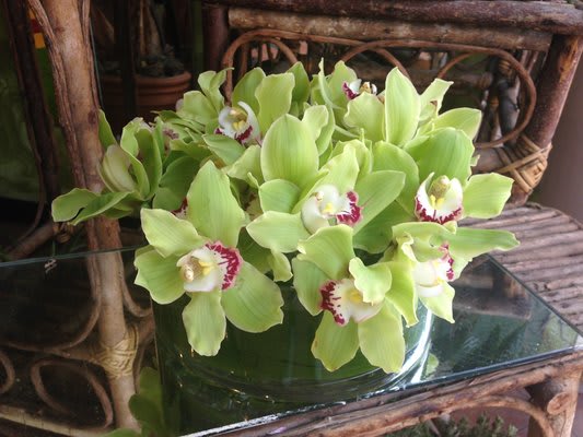 If orchids are the diamonds of flowers, then this sumptuous bowl of