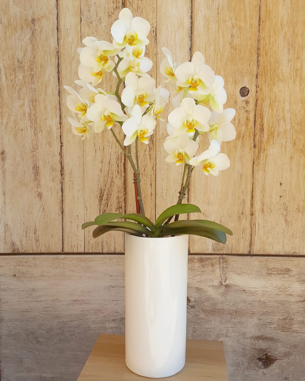 White ceramic container with a double stem Mini Orchid plant.
Container will vary