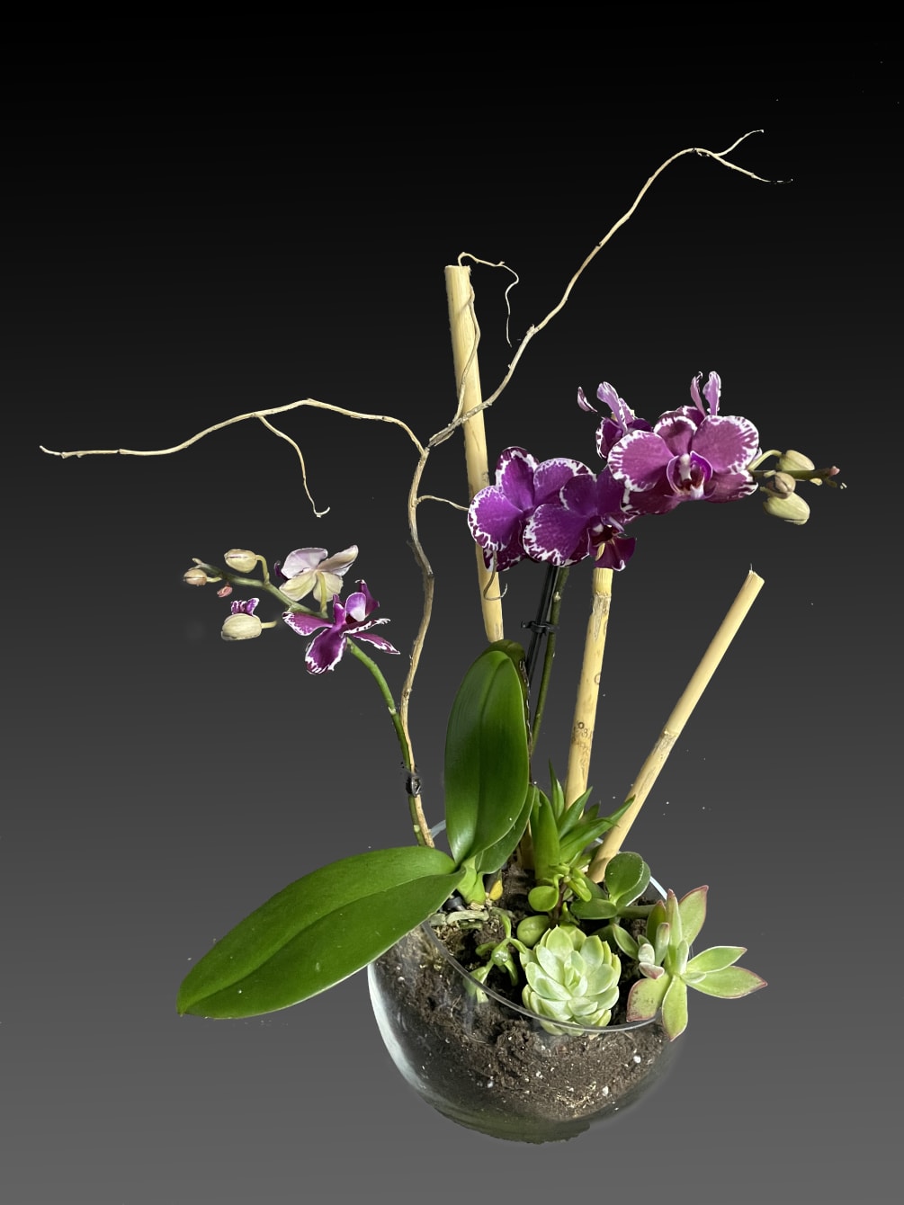 Orchid with succulent Beauty plant in a bevel glass bowl vase. 
