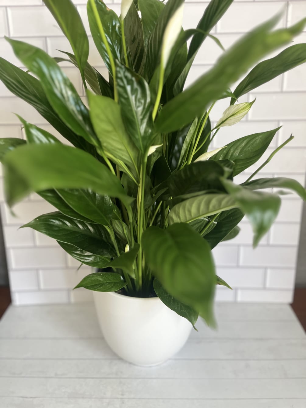 PEACE LILY PLANT Spathiphyllum clevelandii in Cedar City, UT - Boomer's  Bloomers & The Candy Factory