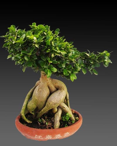 Characterized by its leaf shape and trunk structure, the Chinese banyan Bonsai