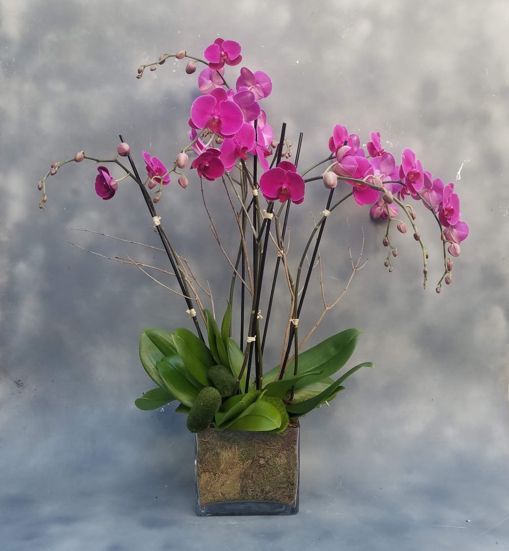 Three beautiful orchids in a decorative glass container. 