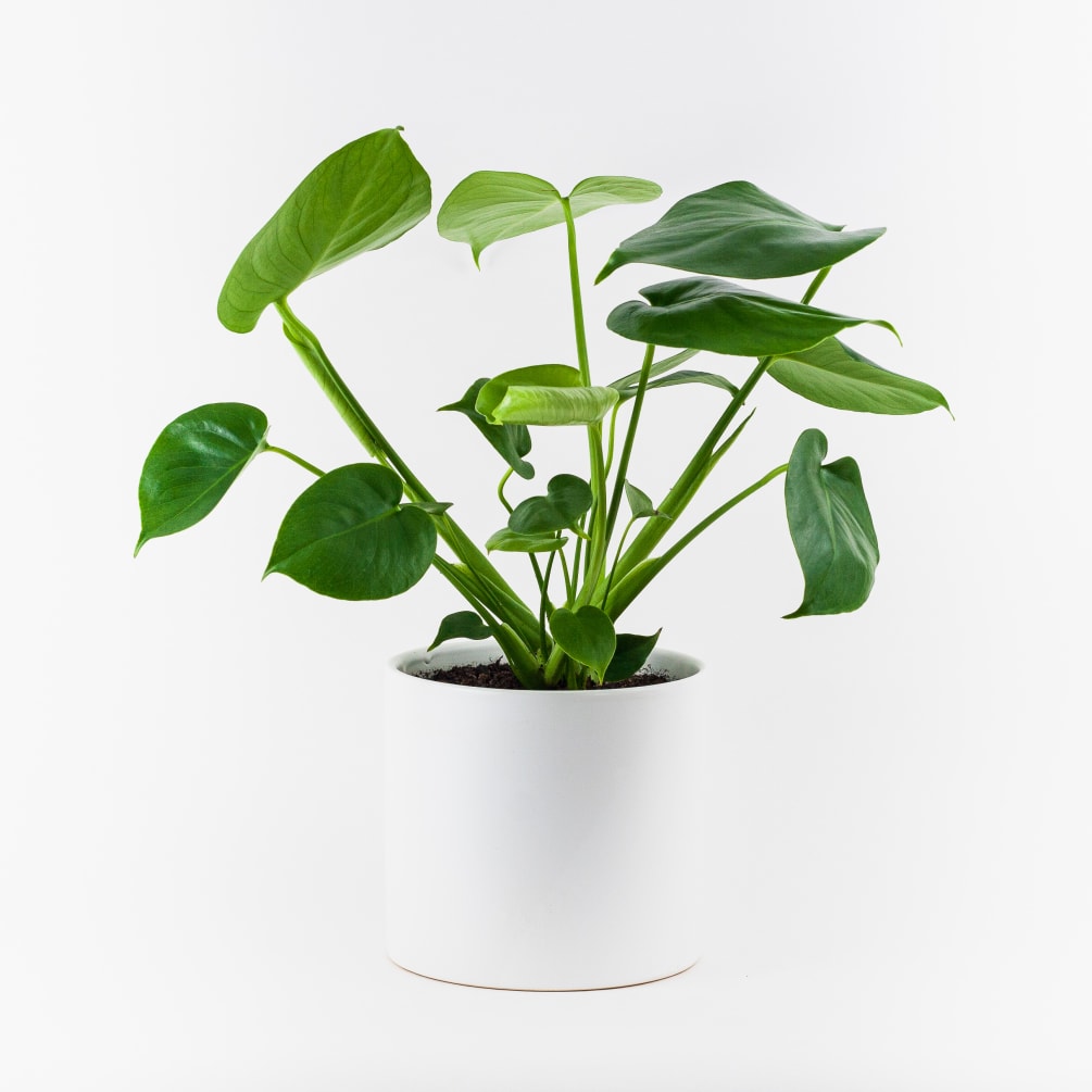 Monstera deliciosa, also known as the Swiss Cheese plant.  Is a