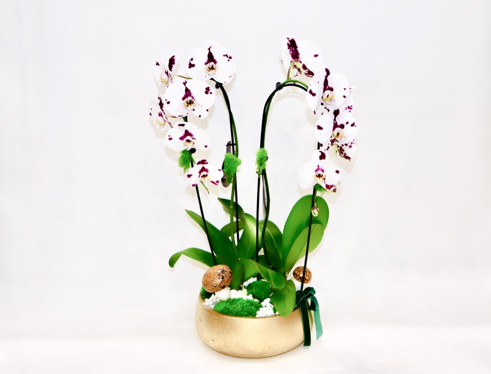 A beautiful mix of white orchid, comes in a gold round ceramic