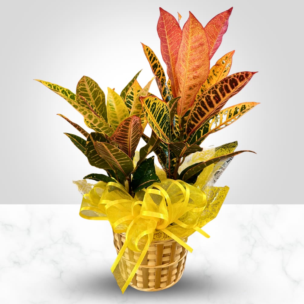 Beautiful fall colored plant for any occasion! Easy to care for and