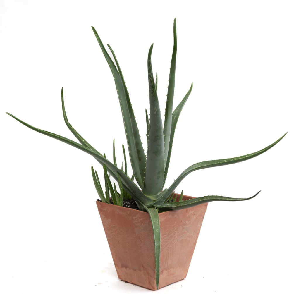 Aloe vera is a succulent plant species of the genus Aloe. It