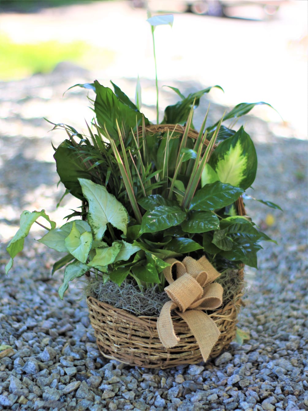 An arrangement of tropical plants in a beautiful woven basket. Available in