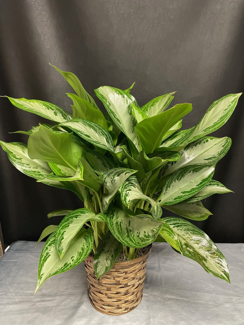 This easy-care Aglao silver bay is low-light tolerant and a plant that