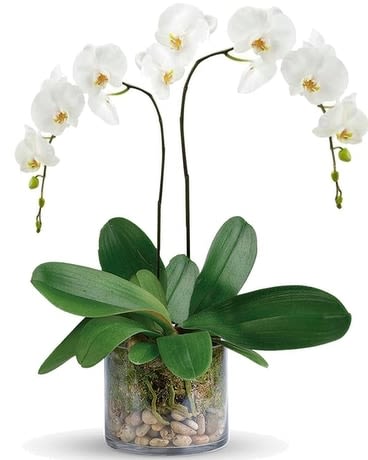 DOUBLE SPIKED WHITE PHALAENOPSIS ORCHID PLANT