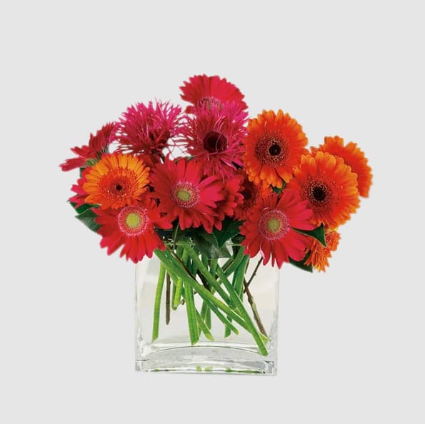 Miniature Gerbera daisies spring forth from a dazzling glass vase to put