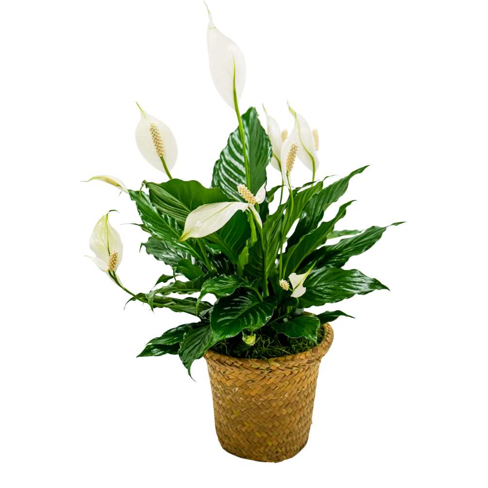 A 6&quot; Peace Lily in a basket. Basket may vary.