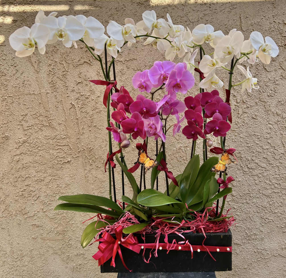 Beautiful and simple arrangement featuring white, and purple hue orchids. 