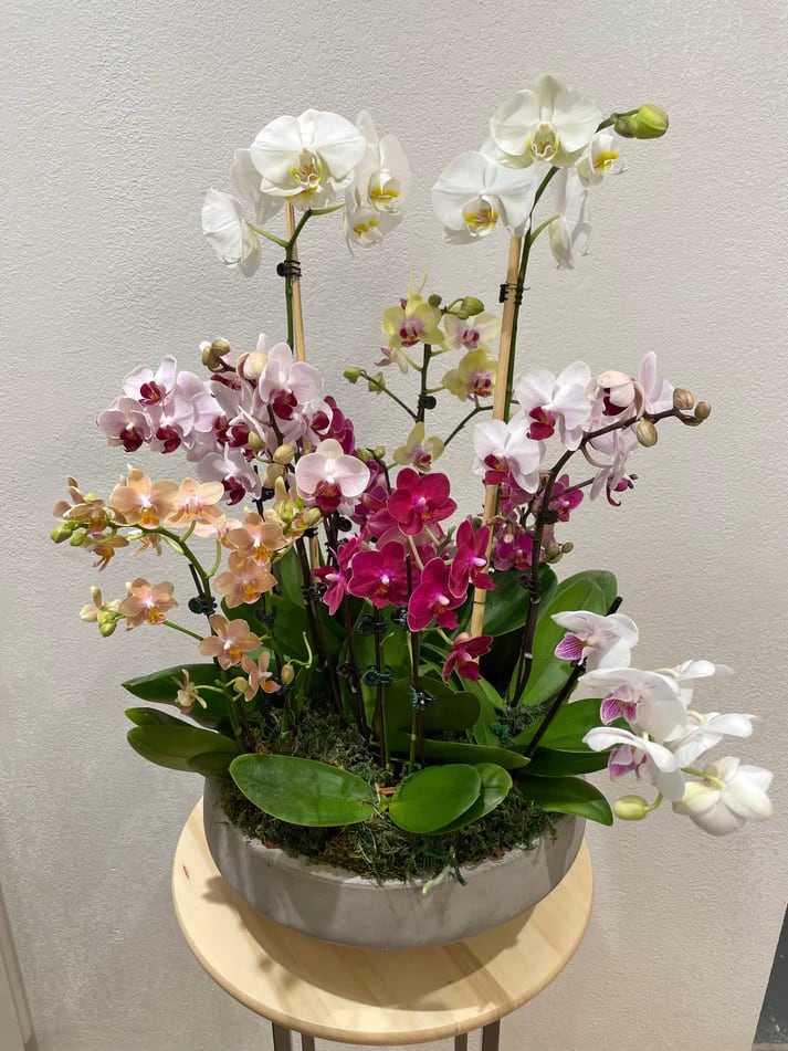 &quot;This Arrangement is comprised of Premium Orchids that we pot/arrange ourselves in