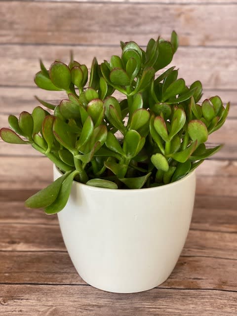 Jade plants are considered to be symbols of good luck by many