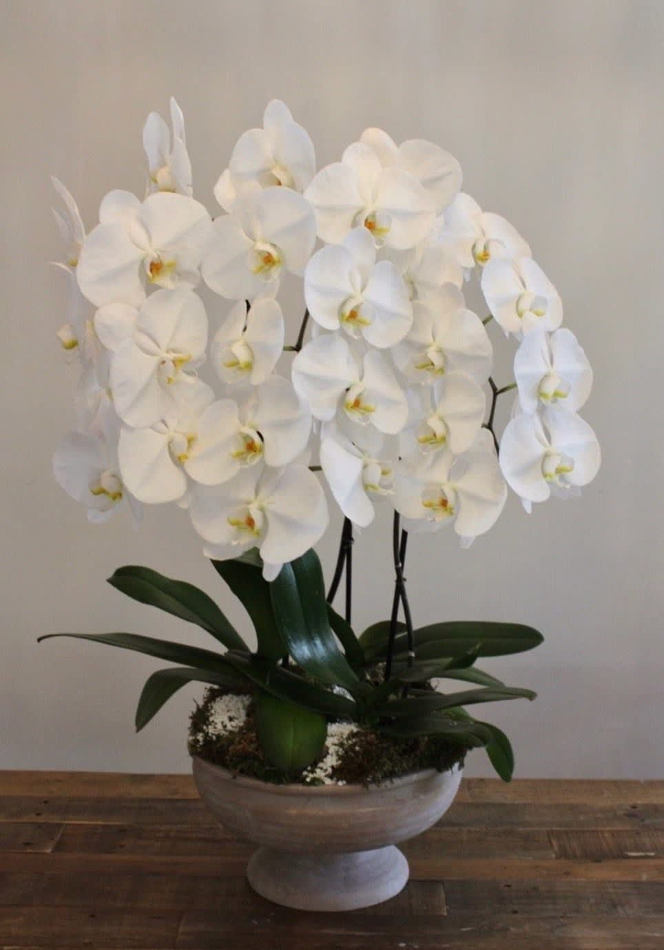 White Cascading Orchid Garden: This enchanting arrangement showcases stunning white orchids gracefully