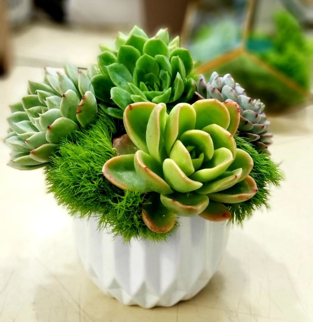 And everything nice! Introducing &quot;Sugar &amp; Spice,&quot; an adorable succulent arrangement crafted