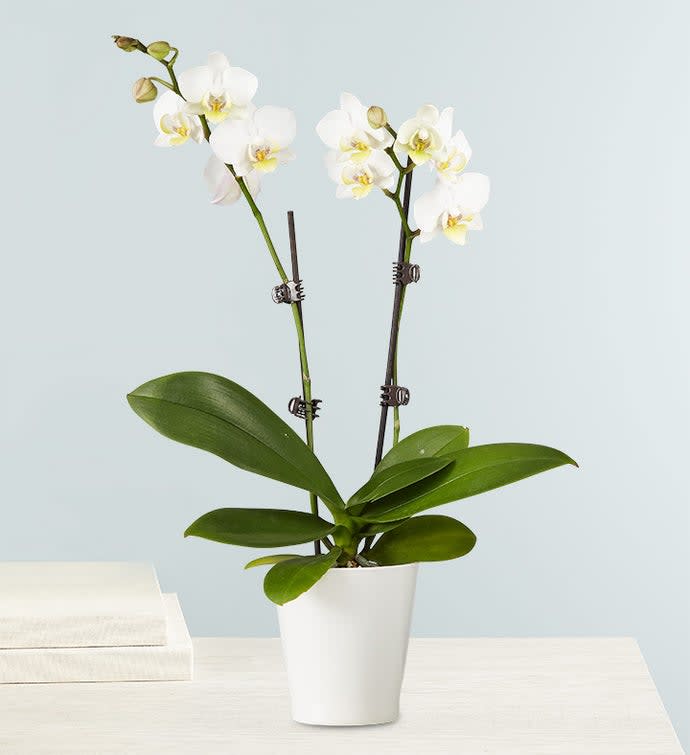 VASE WILL VARY
The epitome of elegance, our white Phalaenopsis orchid features two