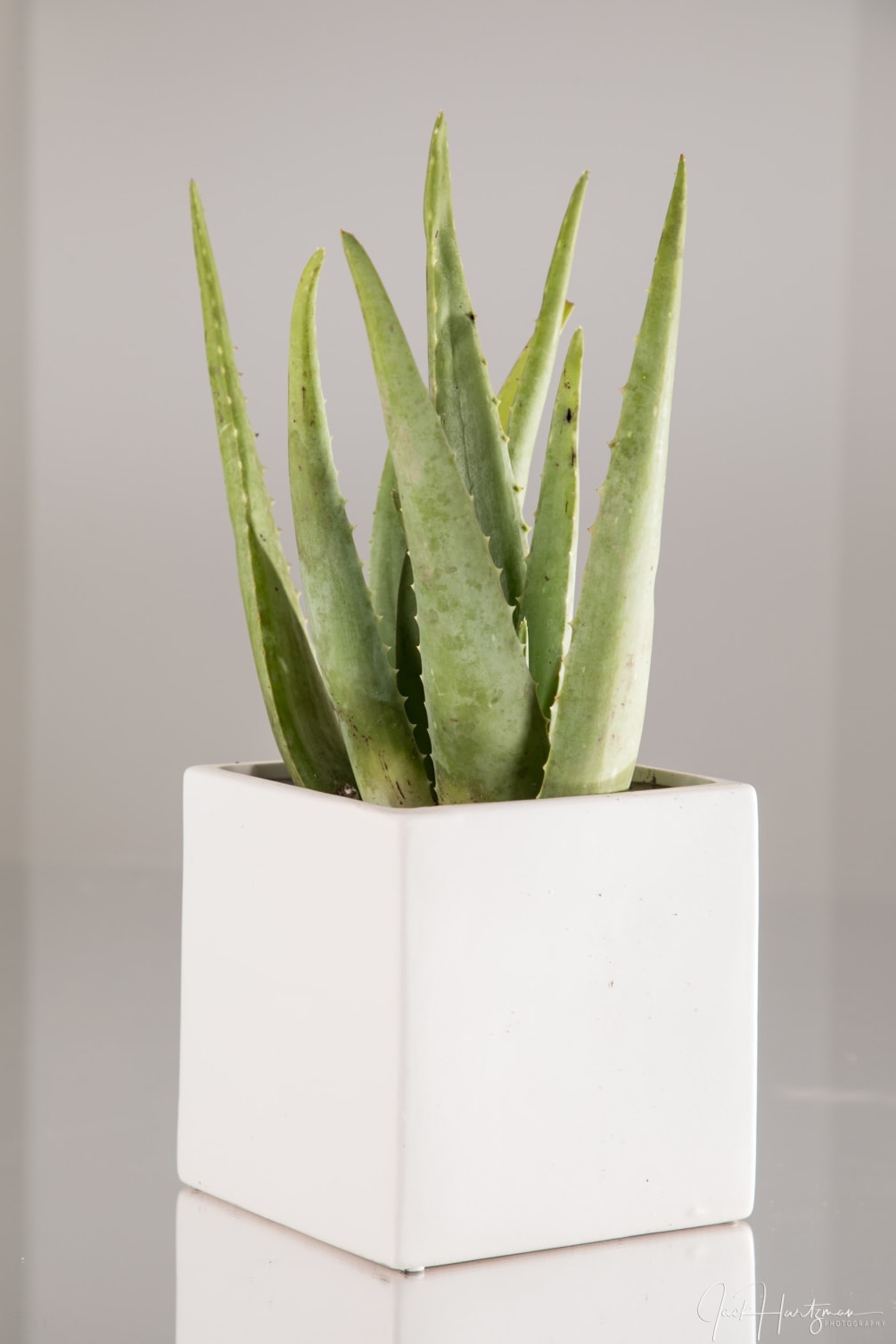 Aloe vera is a succulent plant with many medicinal and healing qualities