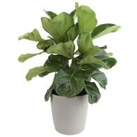 The Fiddle Leaf Fig offers a beautiful and elegant look to any