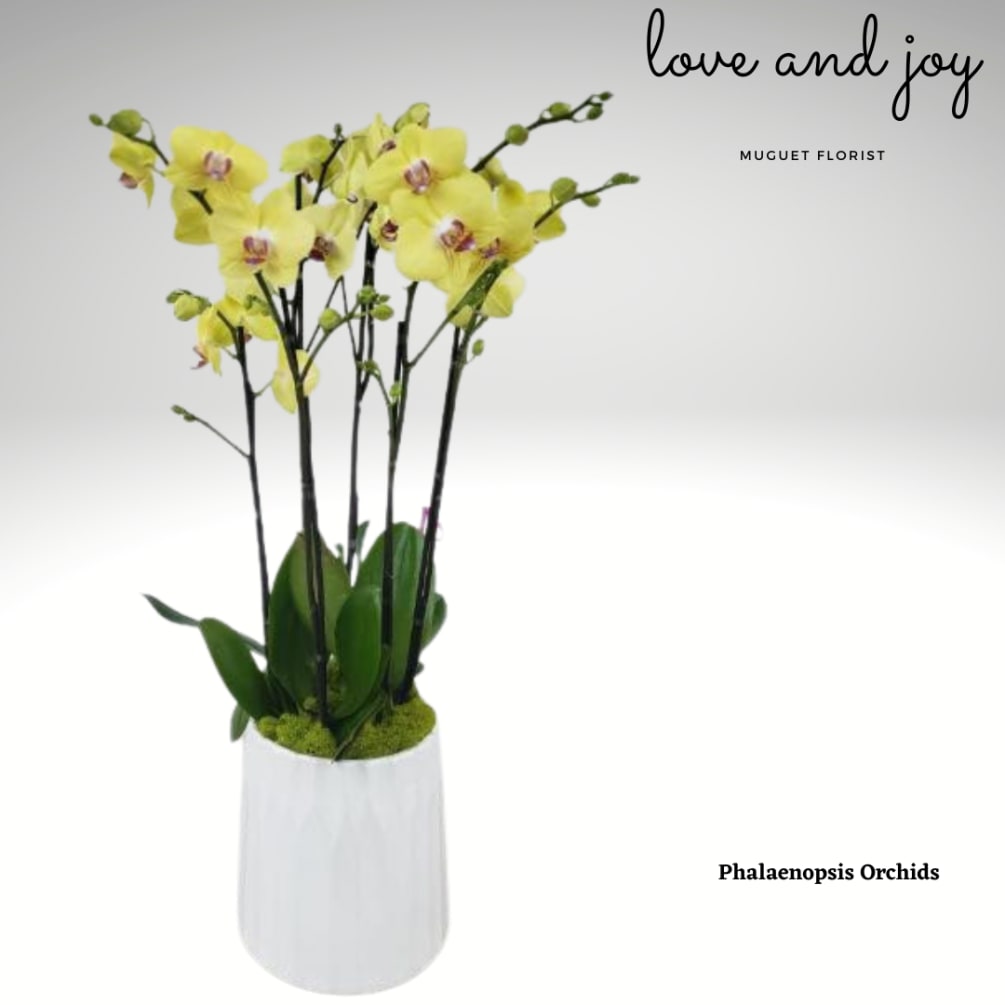 The Triple Elegance arrangement featuring three double Yellow/Tiger Phalaenopsis Orchids is a