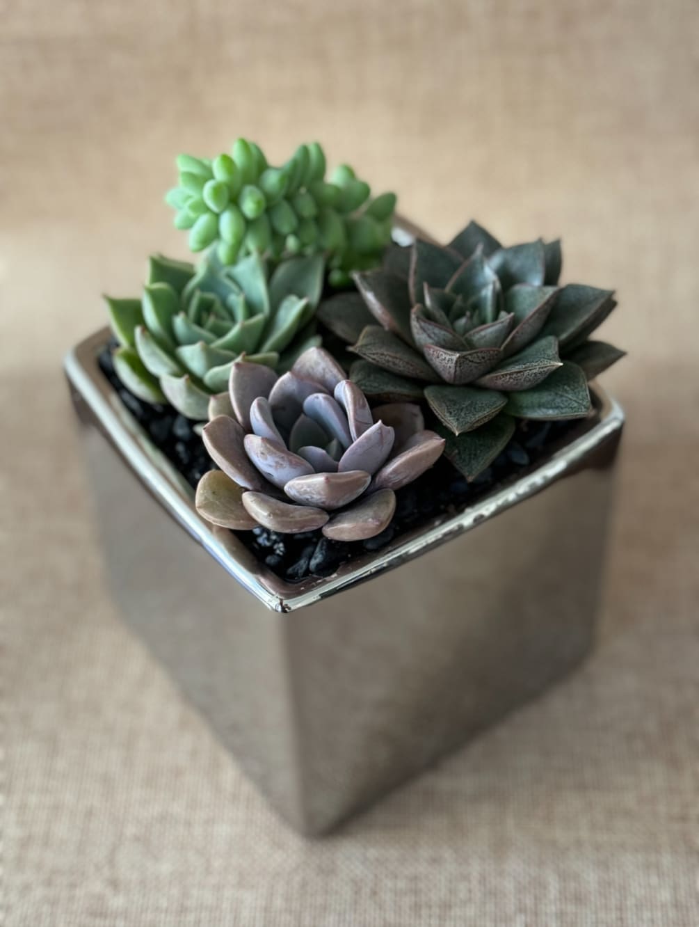 - Succulent Sanctuary: Find Serenity In Nature's Miniatures