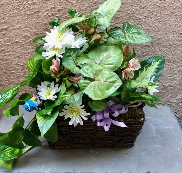 Planter basket of tropical green plants with a splash of color. Fresh