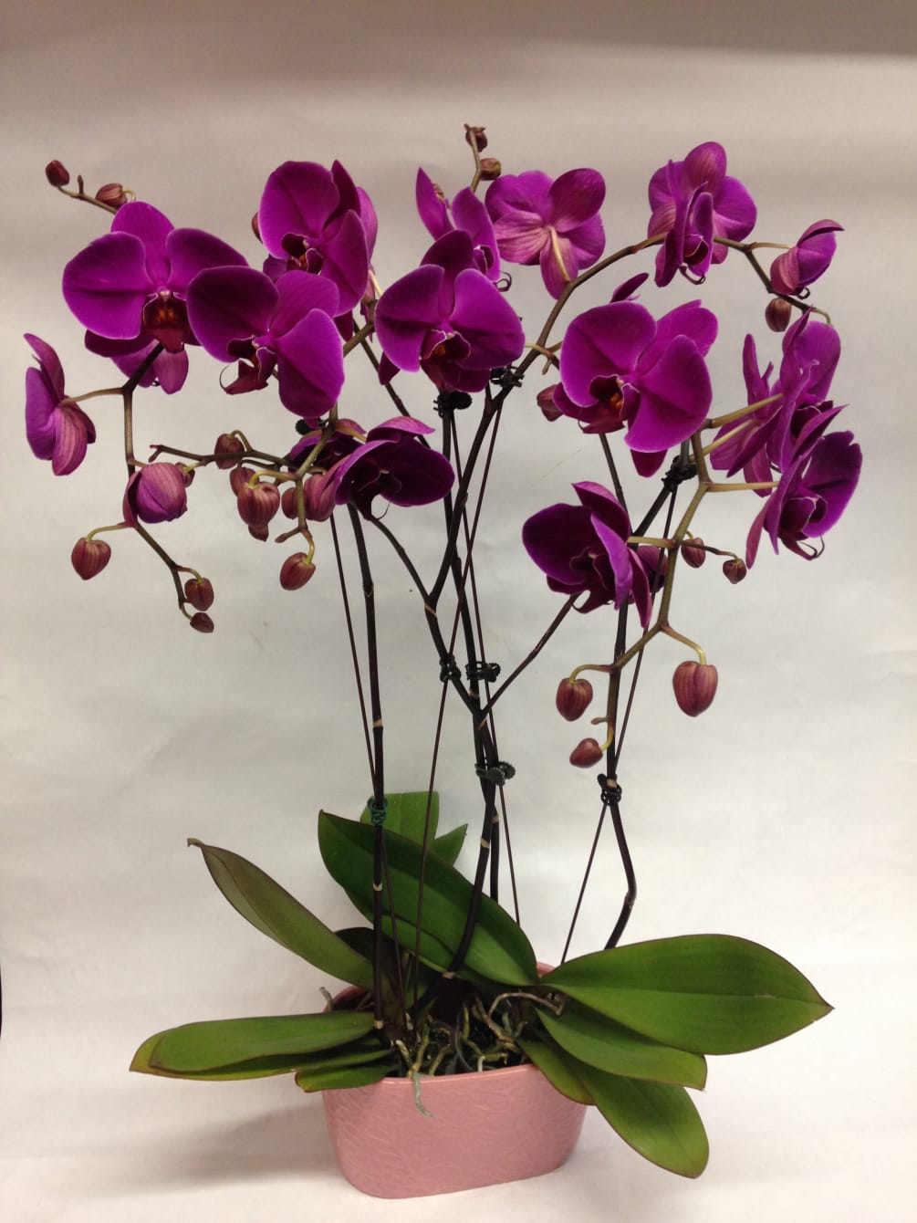 This arrangement of orchids comes complete with 4 stems of phales in