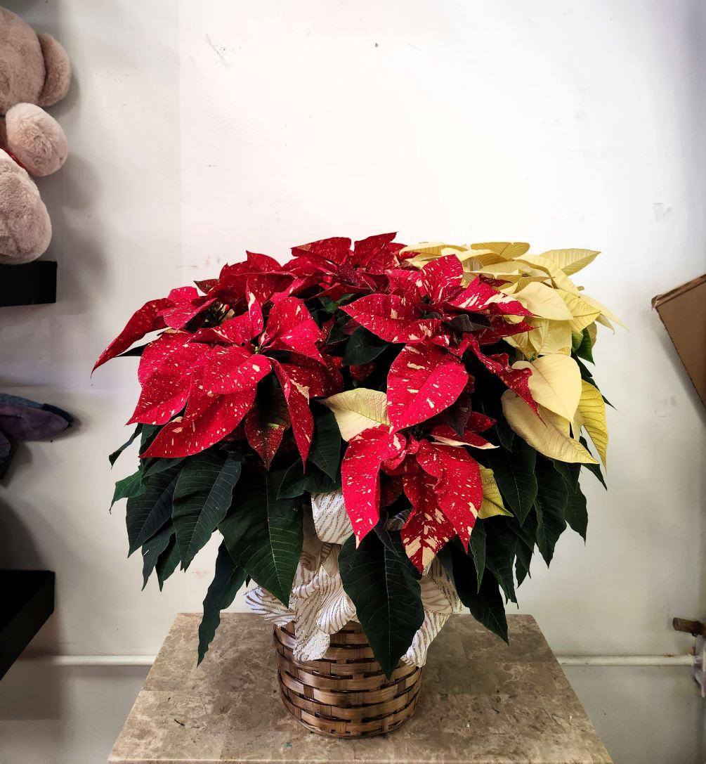 Poinsettia plant 8 inches width pot 24 INCHES TALL 20 INCHES WIDTH