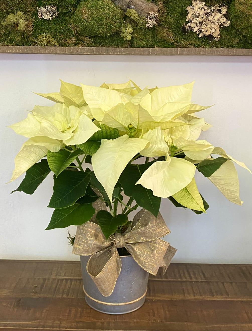 White poinsettia in a tint planter with a bow by Shoots and Blooms of D.C.