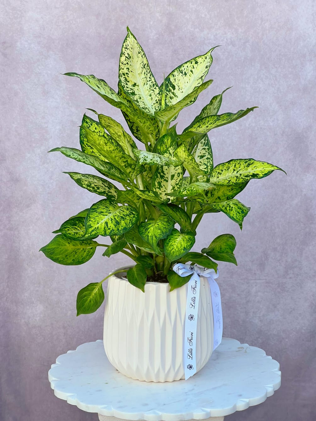 Dieffenbachia prefers diffused sunlight or partial shade, but will tolerate full shade