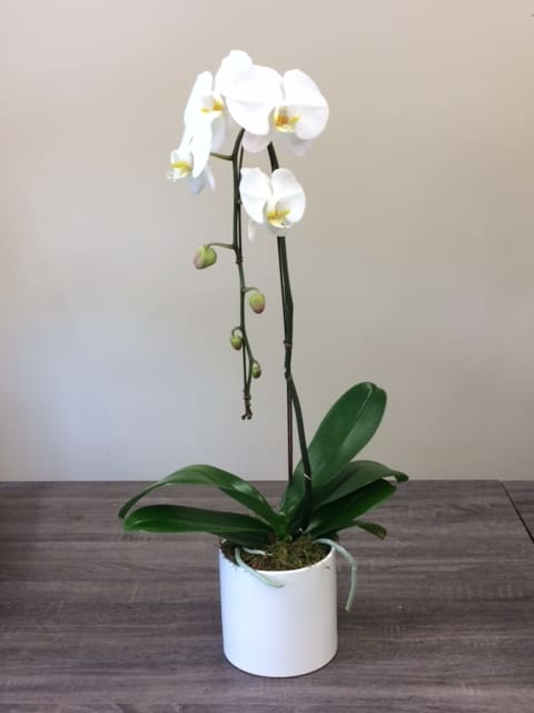 Beautiful white phalaenopsis orchid, also known as moth orchid, in a white