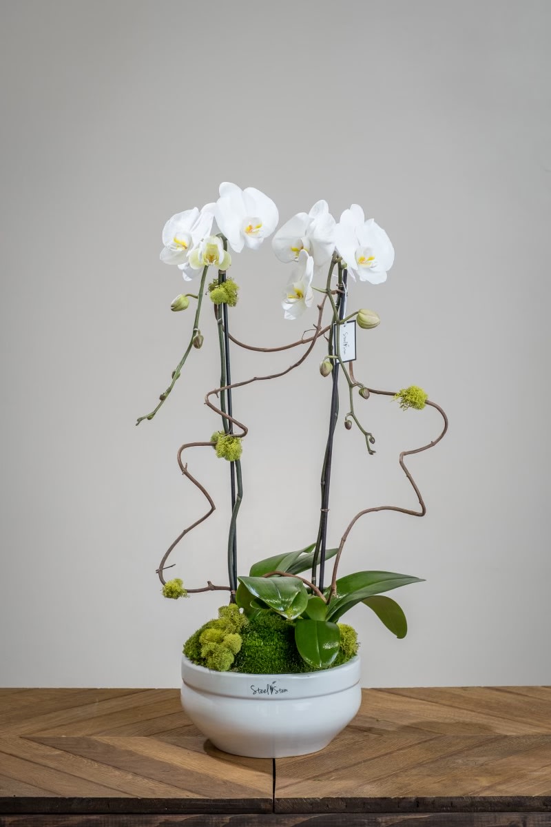 Two sky-high, premium cascading orchid plants tower above a simplistic white ceramic