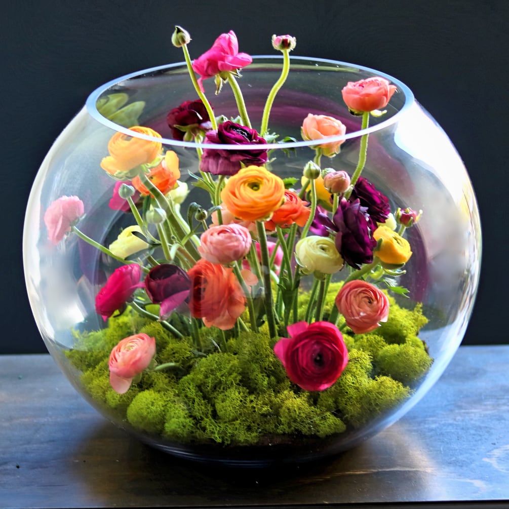 This arrangement contains mixed colors ranunculus set into bubble ball vase. Colors