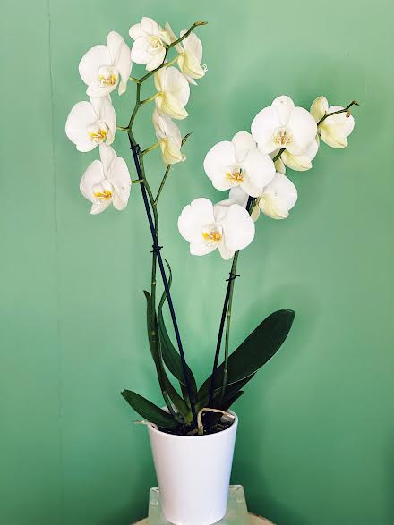 Elegant double stem white orchid in a decorative white pot

*We do our