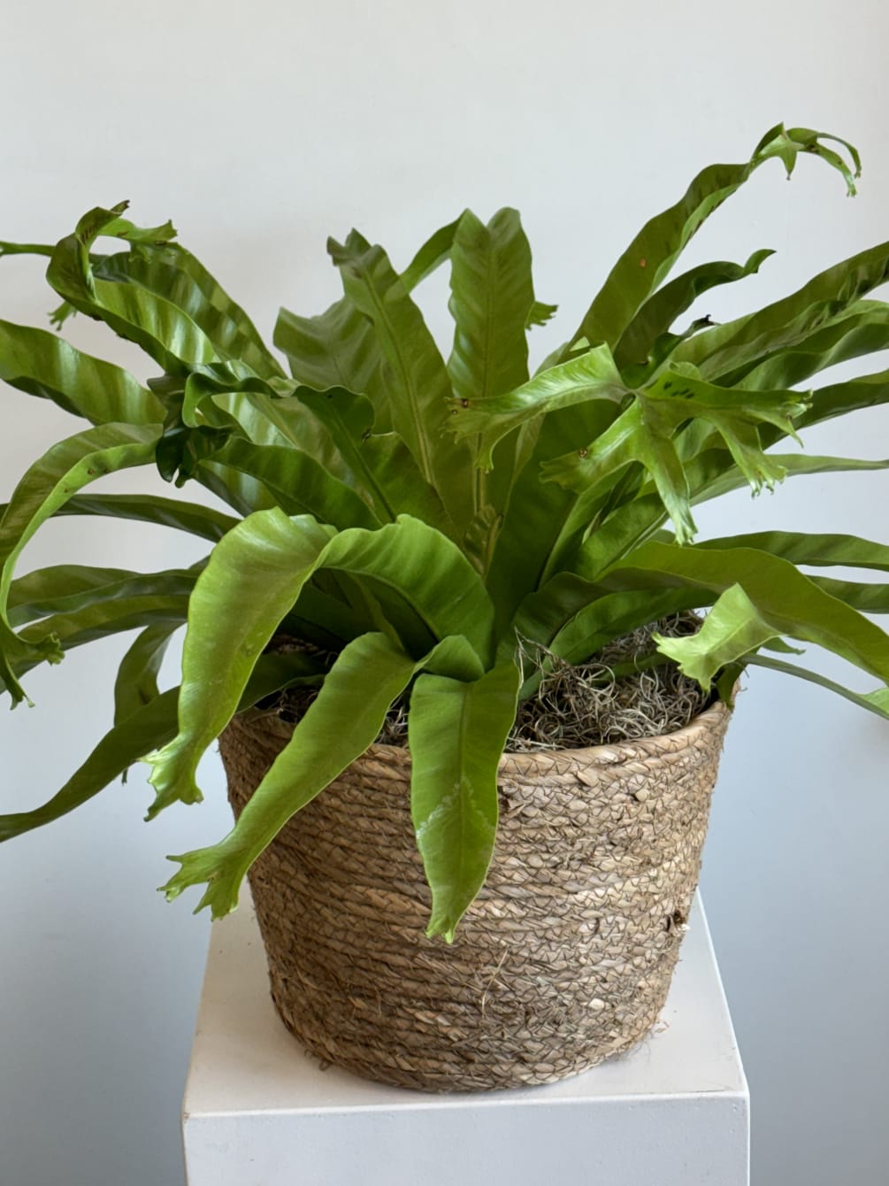 This fun plant is a unique specimen that arrives in a basket.
