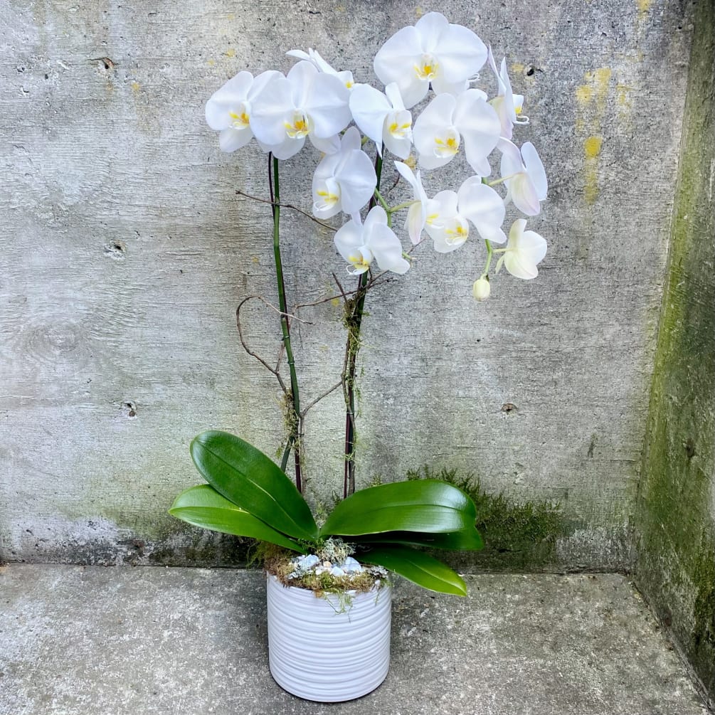 Please call us to place your order for double-stem white orchids as