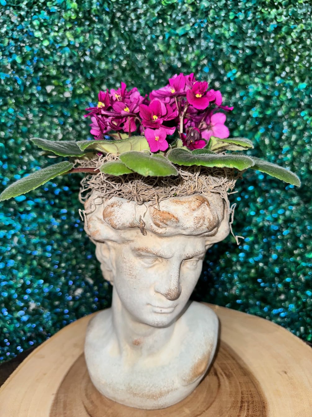 African Violet in a statue planter.