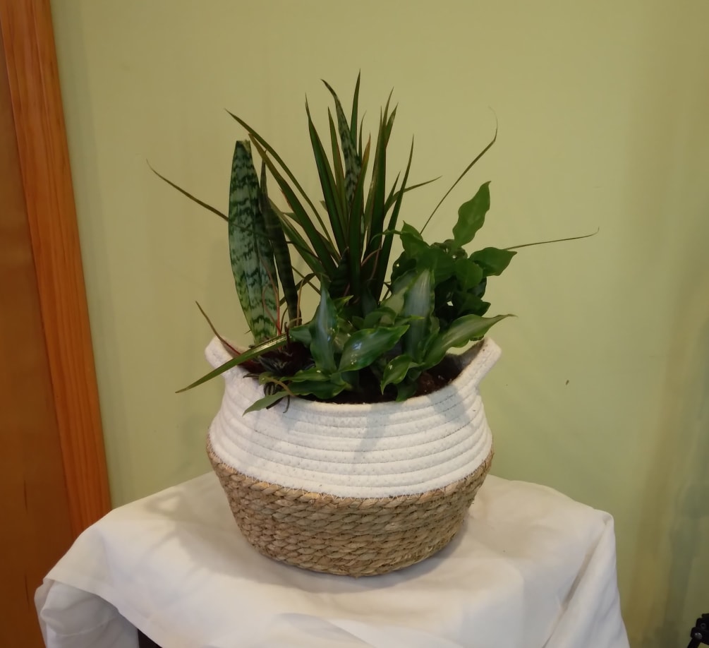 Our &#039;Beachy Basket Garden&#039; is set in a fabric cable basket and