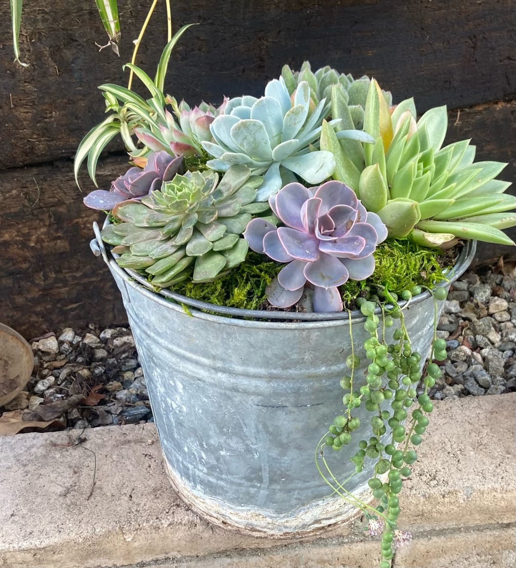 A collection of succulent plants arranged in a metal bucket