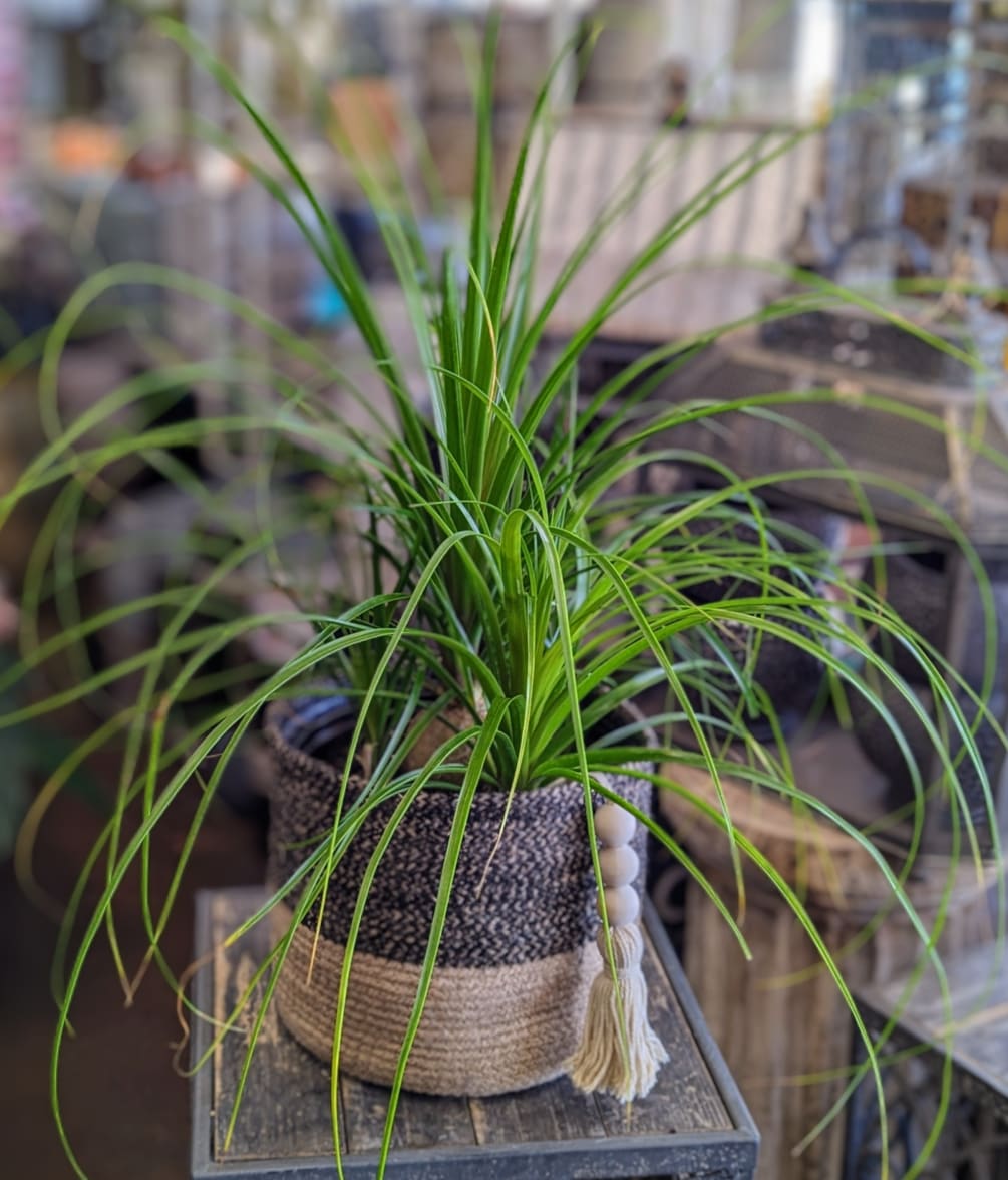 A ponytail palm in an 8 inch basket, adorned with a natural